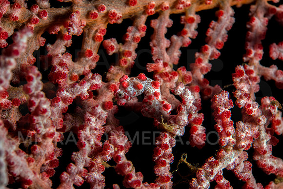 Colourful Bargibanti Pygmy Seahorse
