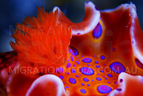 Nudi Spots