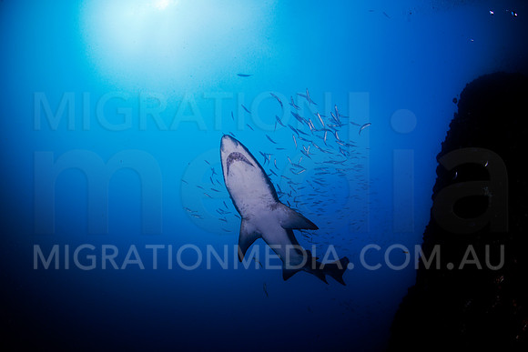 Grey Nurse Shark Sunball