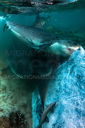 Massive Tiger Sharks Biting on Humpback Whale Carcass