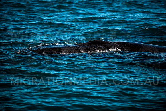 Humpback Whale Head