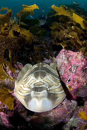 Eastern Fiddler Ray in Weed