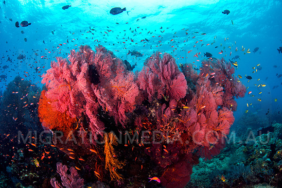 Beautiful Pink Sea Fans and Anthias