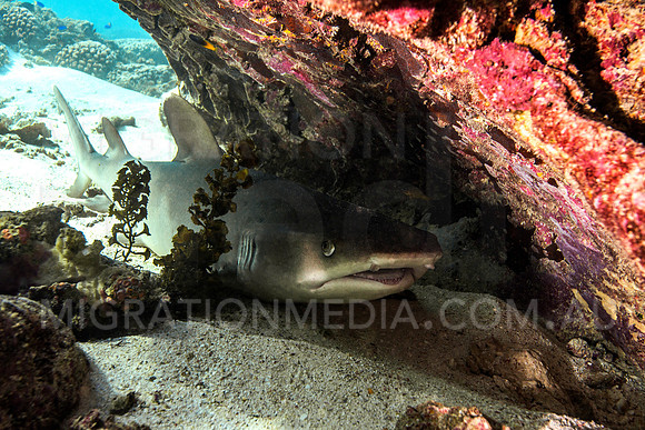 White-Tip Reef Shark Resting under Coral Ledge