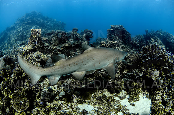 Grey Nurse Shark Swimming Away