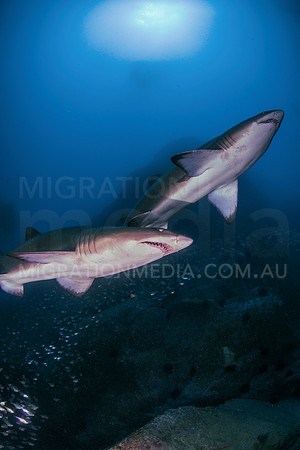 Grey Nurse Shark Pair