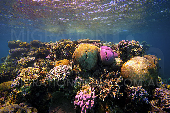 Bombie at Surface