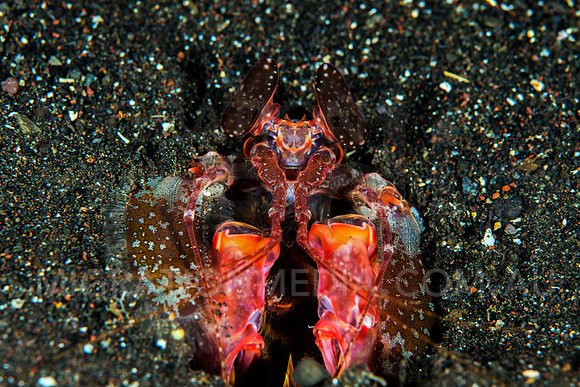 Lisa's Mantis Shrimp (3)