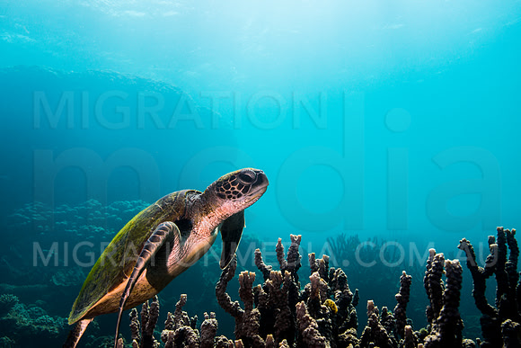 Green Turtle Investigating