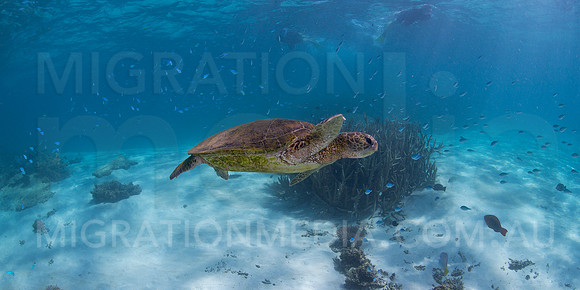 Green Turtle with Swimmers