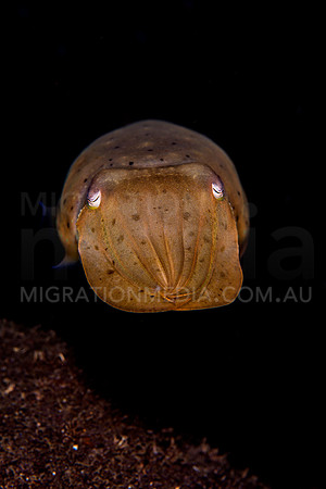 Facing Cuttlefish