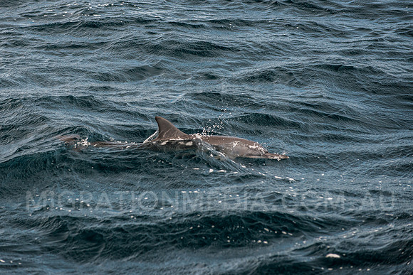 Dolphin Swimming