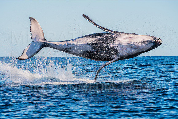Humpback Whale Breach