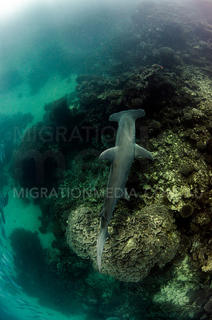 Great Hammerhead Searching Reef Below