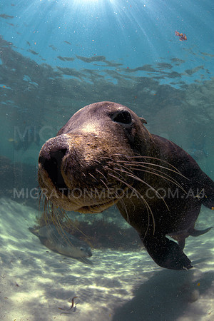 Australian Sea Lion Bull Hello