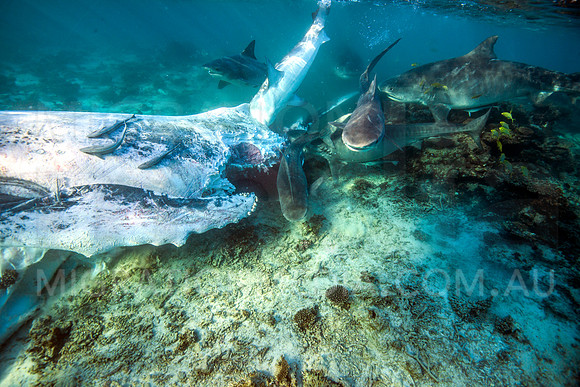 Tiger Sharks Feeding on Humpback Whale Carcass (3)
