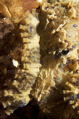 Blue-Ringed Octopus Eye