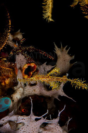 Yellow Red & Black Ornate Ghost Pipefish Hiding Together
