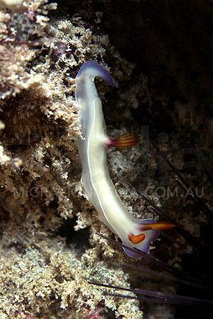 Nudi on Urchin