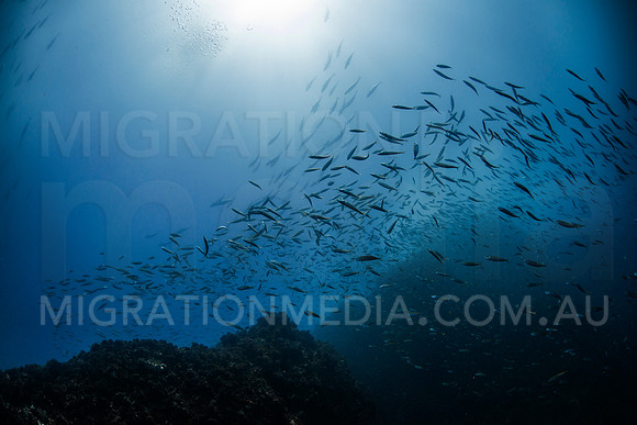 Schooling Scad