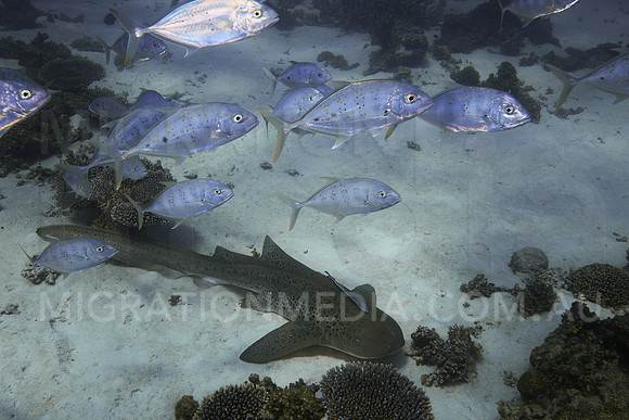 Leopard Shark with Trevally