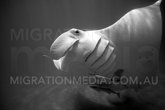 Manta Friendly B&W