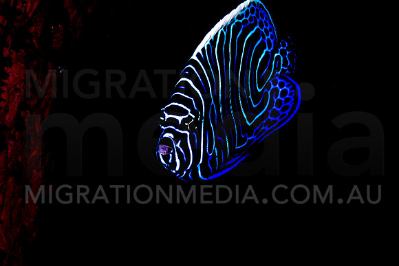 Juvenile Semi-Circle Angelfish Front-On