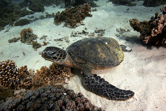 Green Turtle Sleepy