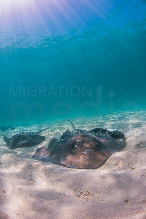 Smooth Stingrays Foraging