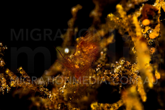 Hairy Shrimp (2)