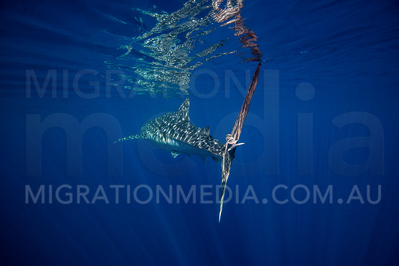 Beautiful Whaleshark