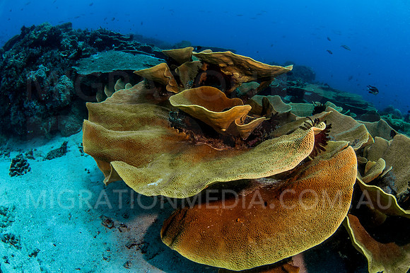 Cabbage Coral Scene