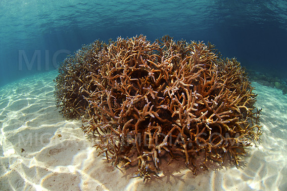 Branching Coral on Sand