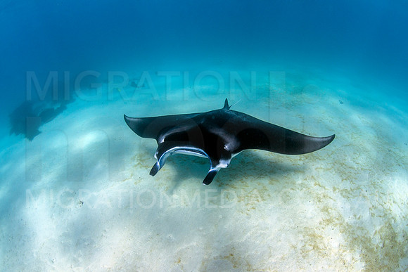 Beautiful Manta Ray Gliding Over Sand
