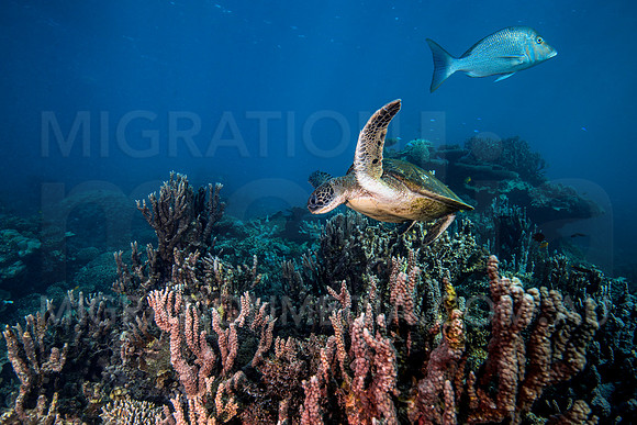 Green Turtle Flying over Reef