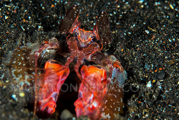 Lisa's Mantis Shrimp (2)