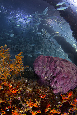 Soft Corals and Jacks