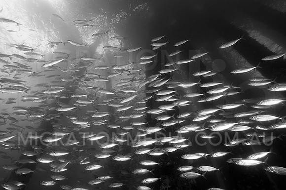 Rapd Jetty B&W