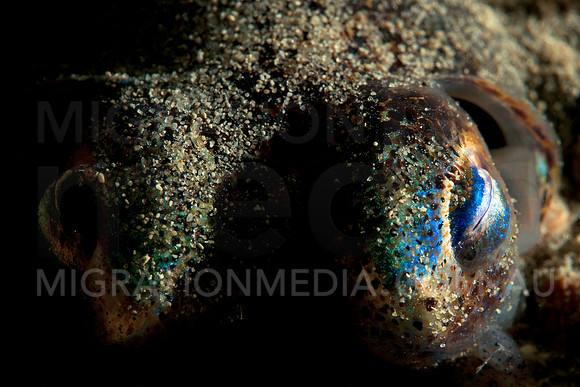 Bobtail Squid Close-Up