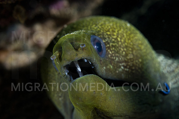 Eel Cleaning