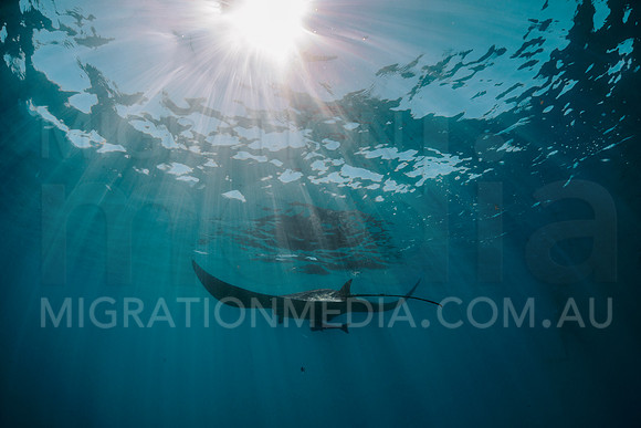 Manta Ray in Sunrays