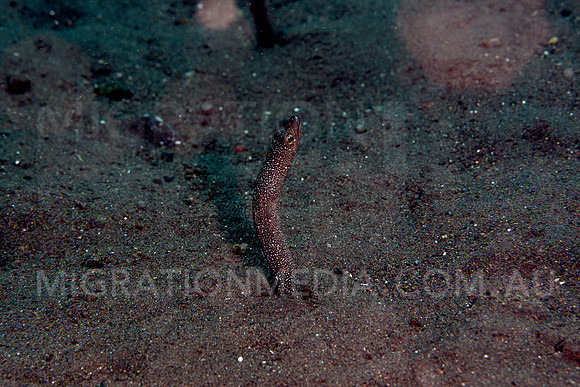 Garden Eel