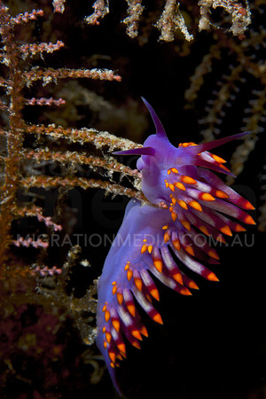 Cuthona Nudi Bright