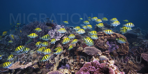 Colourful Convict Surgeonfish