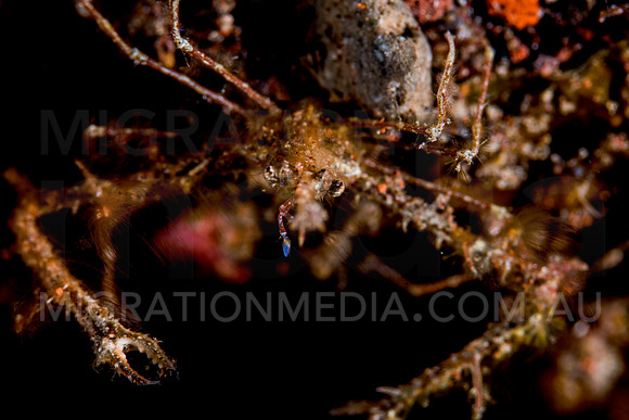 Spider Crab Close-Up