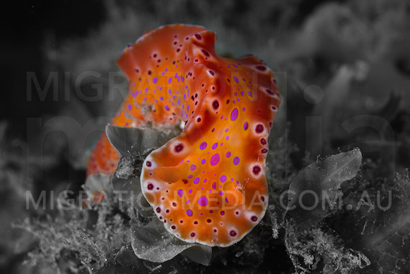 Spotted Nudi Pop
