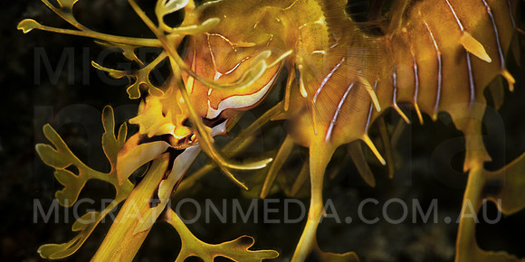 Leafy Sea Dragon Wide Body