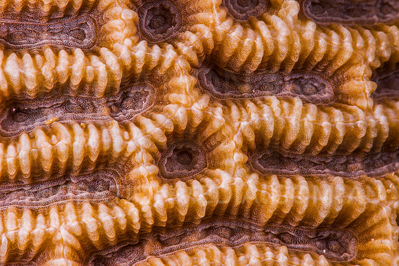 Brain Coral Patterns