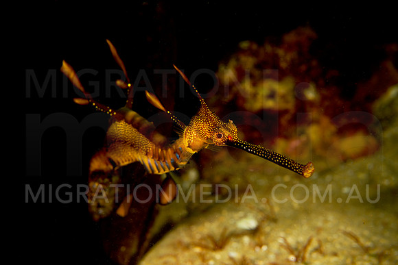 Weedy Sea Dragon