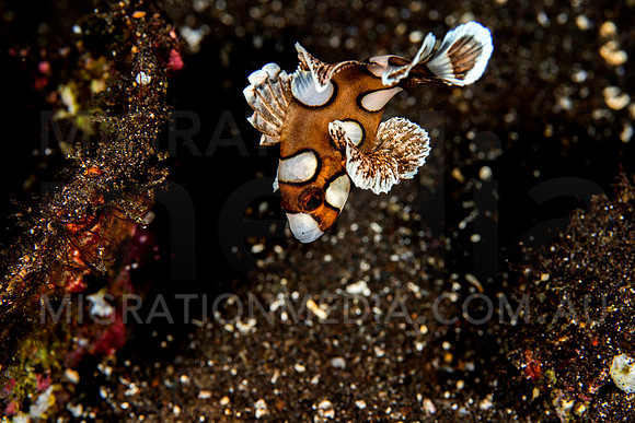 Juvenile Sweetlips on Black Sand